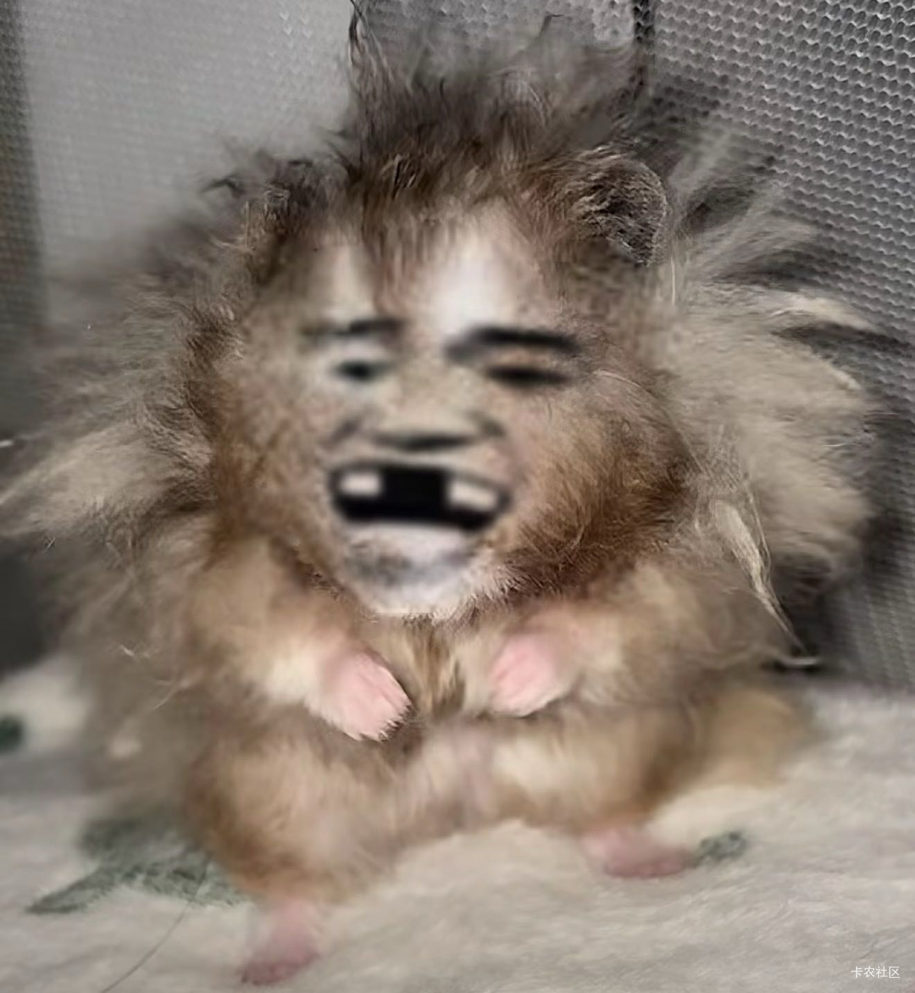 有进过伯恩厂的老哥吗？说下工资多少一个月？羊毛区也快倒闭了

21 / 作者:牛嫂子 / 