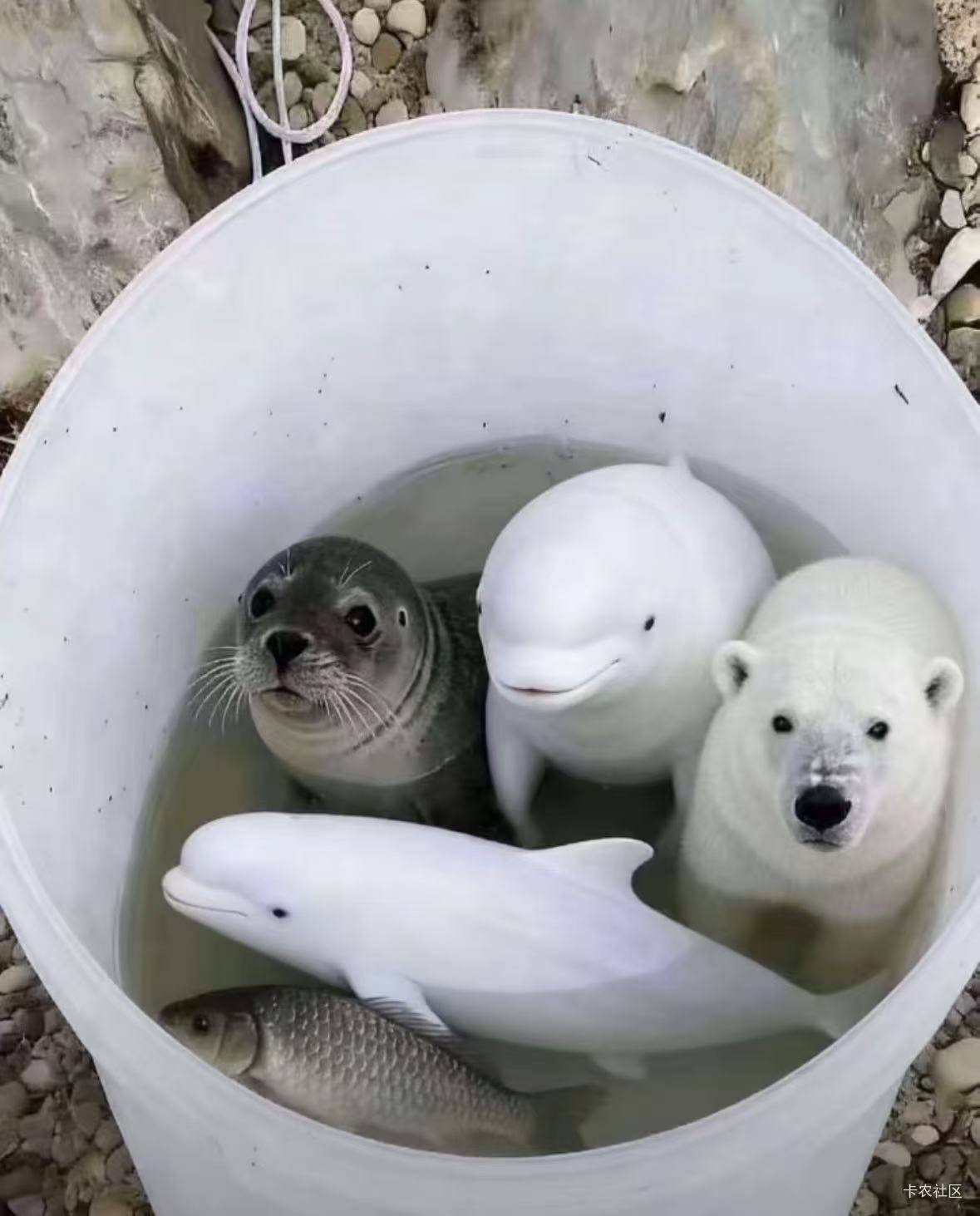 刚刚钓上来的，好钓位什么都有

37 / 作者:羊肉汤 / 