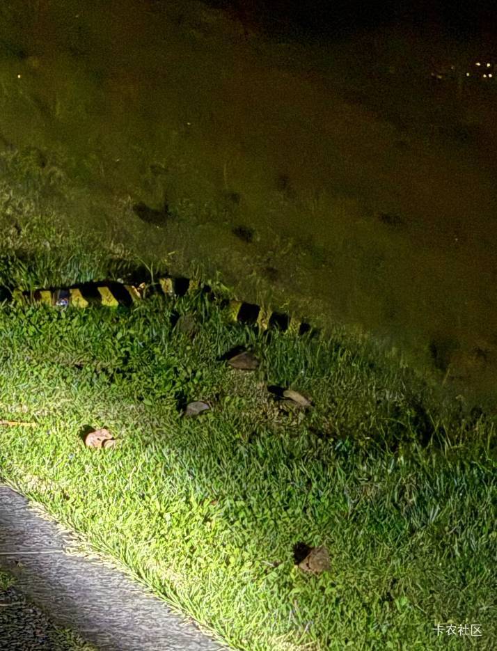 这是一条黄金大泥鳅吗 看我前去拿下它，等我两分钟回来拍细节图给兄弟们看

4 / 作者:羊肉汤 / 