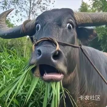 还是要多生孩子
我以后要生10个 每年就是3万6补贴
申请毛有十个头 农行10毛飞一次就破69 / 作者:圭円 / 