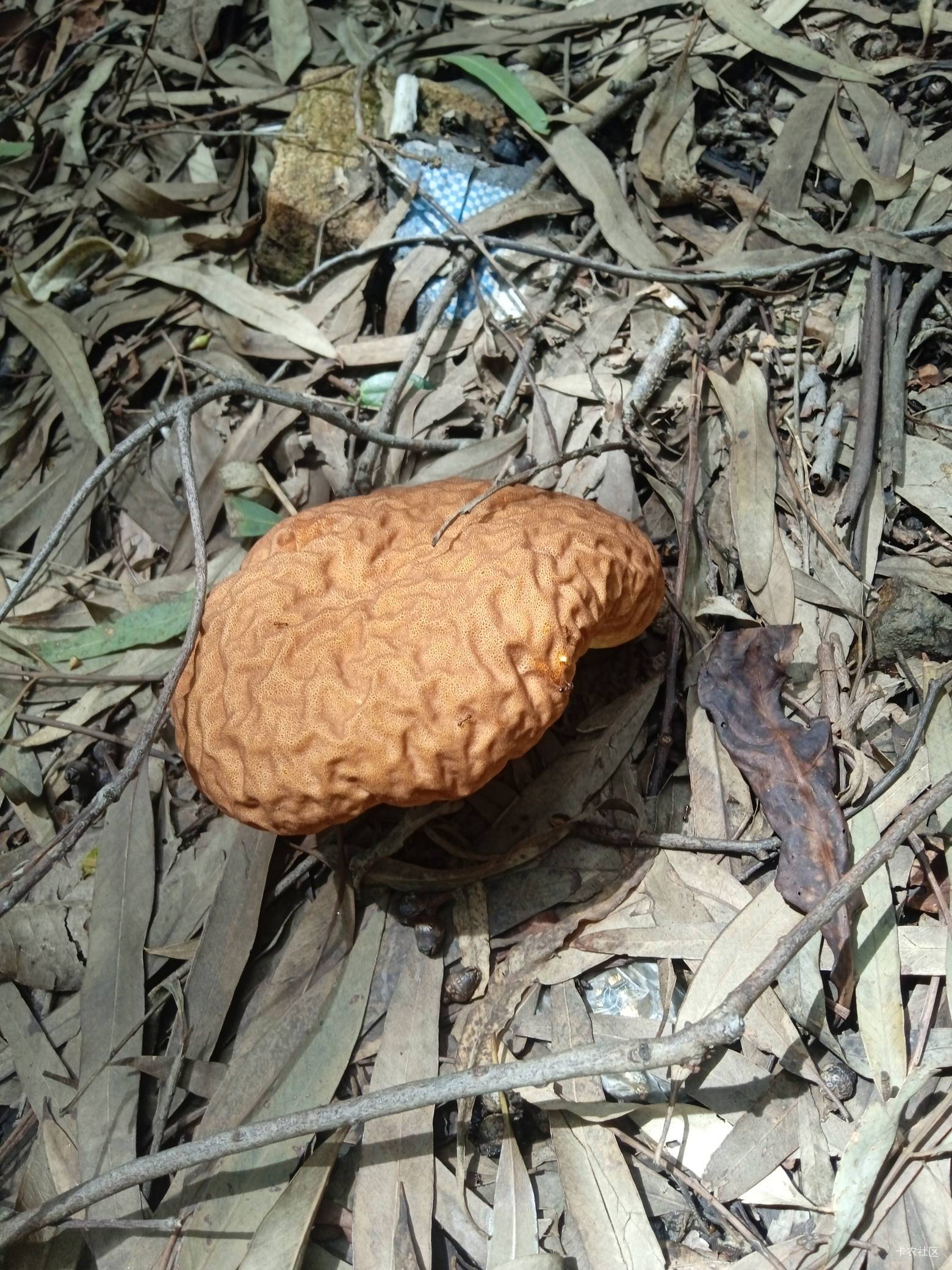 这是什么菌

25 / 作者:象二y / 