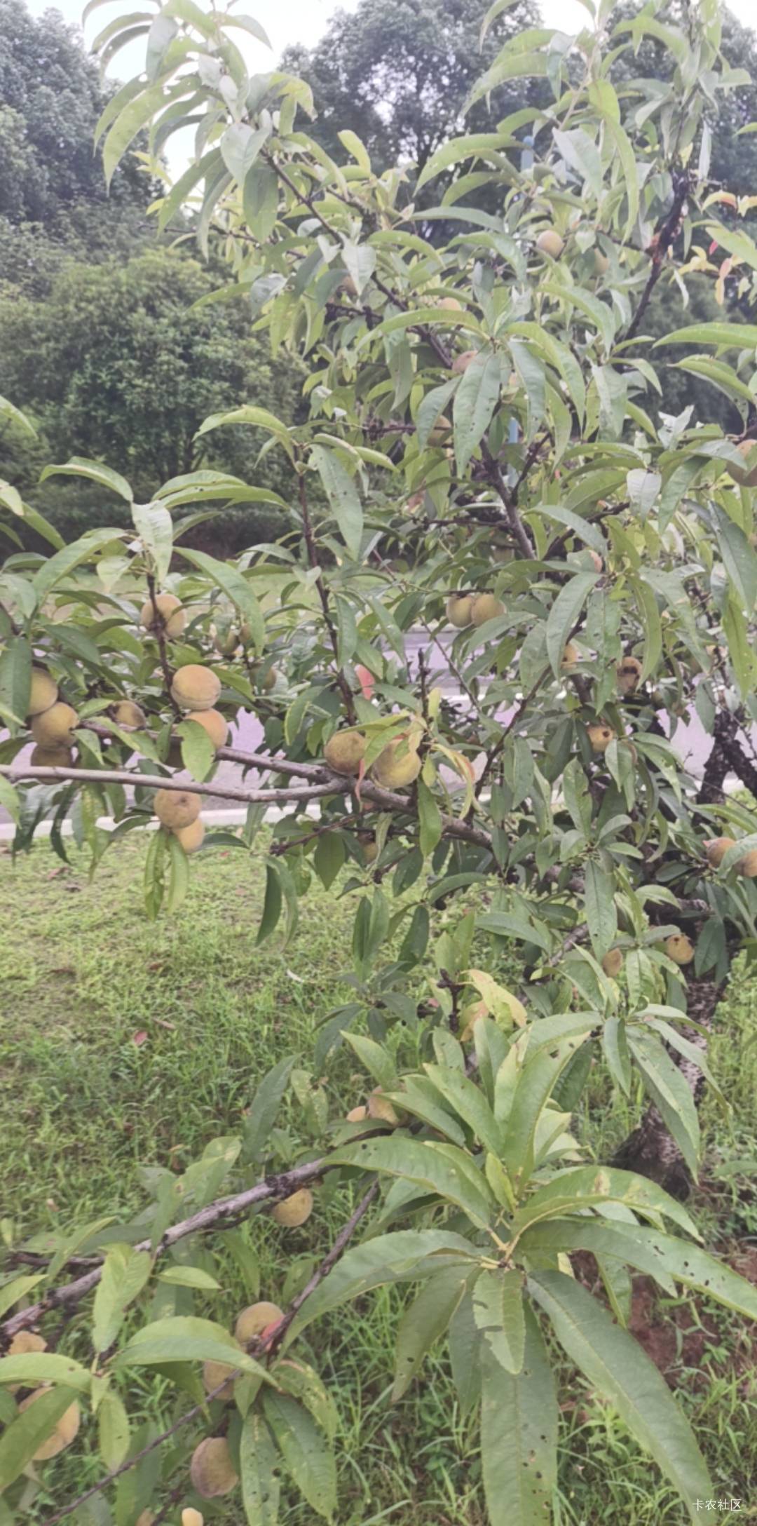 老哥们，过来摘桃吃

12 / 作者:热了上上课上课 / 