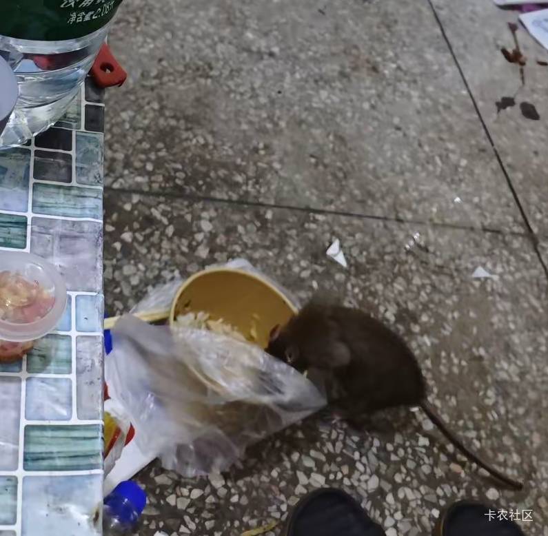正躺床上一动不动打着王者呢，床上突然有个黑乎乎的东西，吓我一个激灵给他吓跑了，翻97 / 作者:秋隔一日 / 