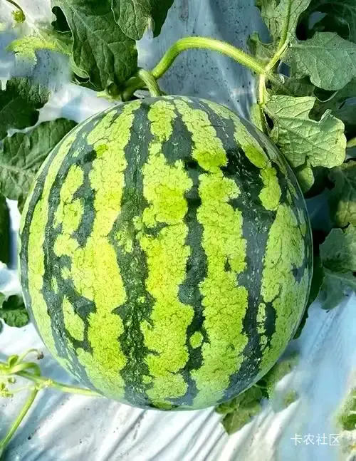 西瓜
怎么挑到皮薄又甜的西瓜
看瓜脐:选瓜脐小、收缩紧致、整体扁平的,这种通常16 / 作者:鱼巷 / 西瓜
怎么挑到皮薄又甜的西瓜
看瓜脐:选瓜脐小、收缩紧致、整体扁平的,这种通常16 / 作者:鱼巷 /