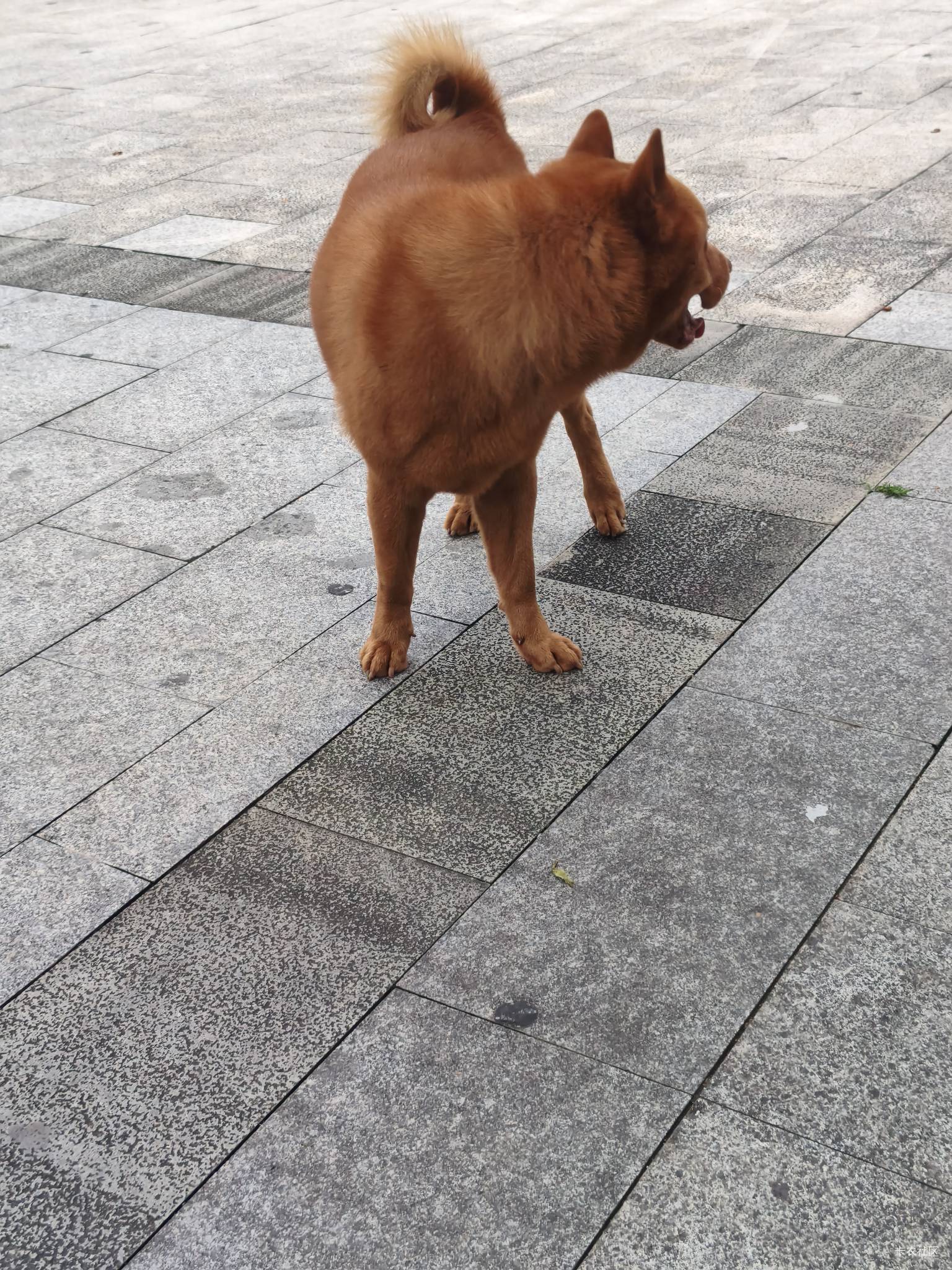 东莞下大暴雨咯，睡在外面的挂b仔不好过咯

15 / 作者:斗篷 / 