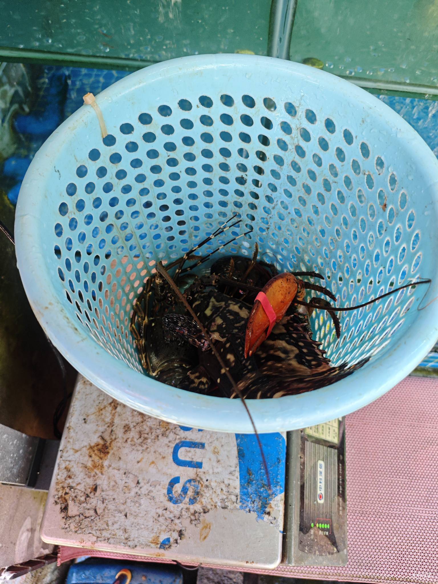 老哥们吃饭了，三亚后海洗了两个小时澡，好耗体力，中午点了海鲜吃，多吃一点


48 / 作者:曾经遗忘的角落 / 
