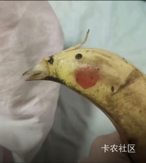 网上买的鹦鹉好像有点死了，到家一直都没叫唤，也不动弹，东西也不吃有没有老哥养过的44 / 作者:领错三十八块八的吊毛 / 